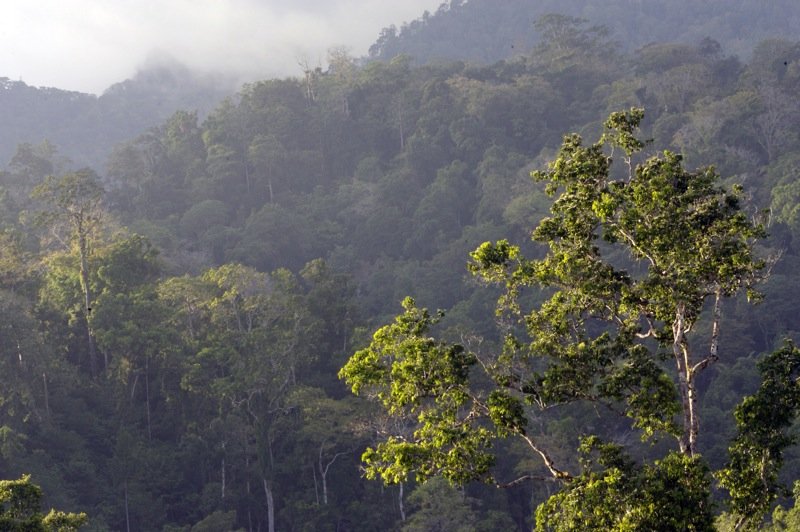 Habitat Tangkoko Sulawesi 2006